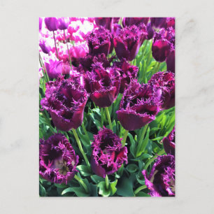 Carte Postale Curly Sue Purple Tulips, Oregon