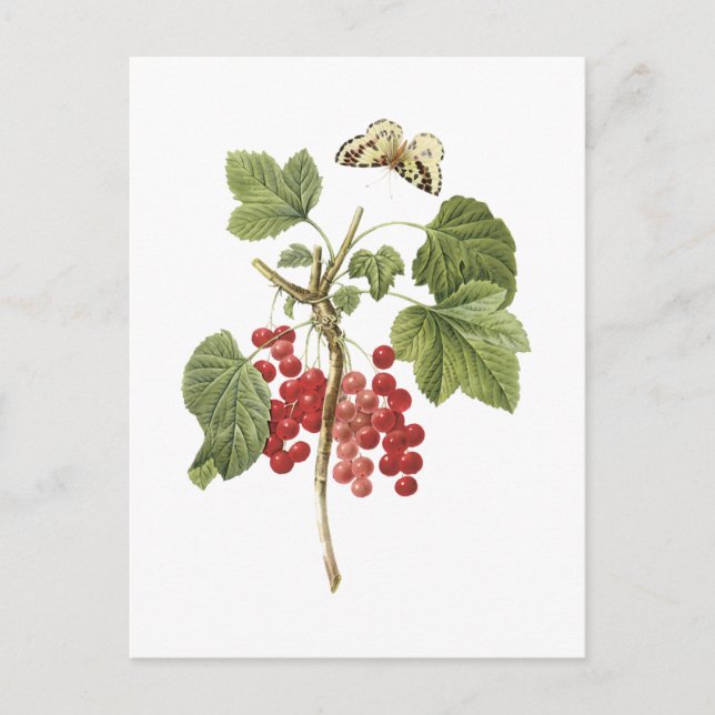Carte Postale currant rouge (Ribes rubrum) par Redouté (Devant)