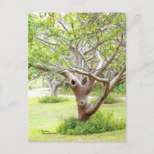 Carte postale Curvy Florida Trees