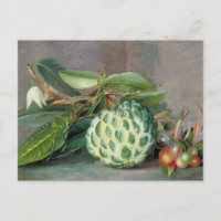 Carte postale Custard Apple - Marianne North