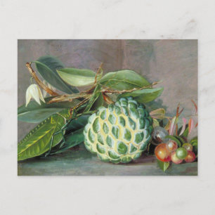 Carte postale Custard Apple - Marianne North