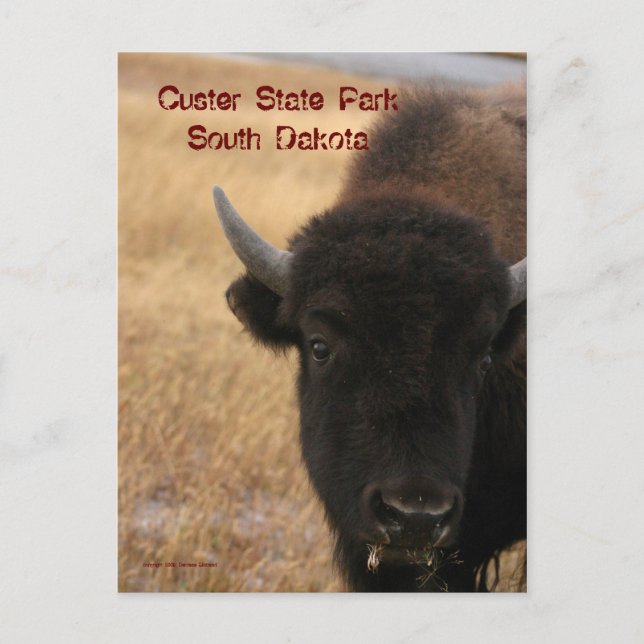 Carte Postale Custer State Park, South Dakota Postcard (Devant)