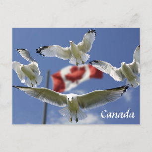 Carte Postale Custom Canada Flag seagulls Post card