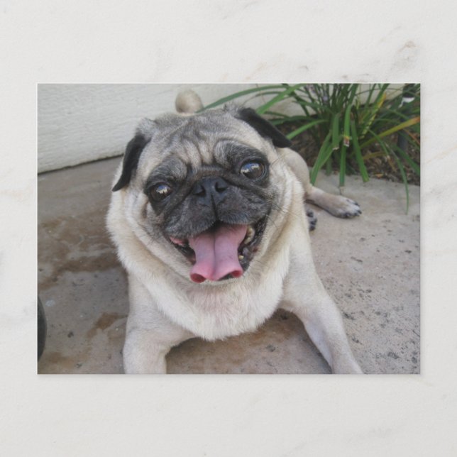 Carte Postale Custom Personalized Photo Postcard (Devant)