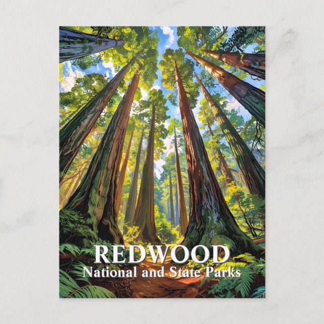 Carte Postale Custom Redwood National Park Trees Painting Travel (Devant)