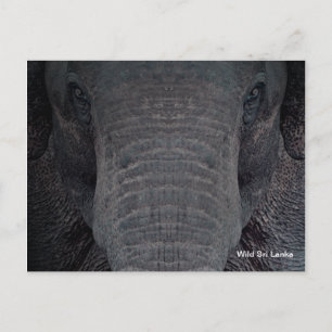 Carte Postale Customizable Sri Lanka Elephant Postcard