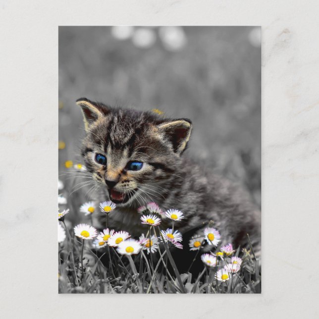 Carte Postale Cute adorable Chat Kitten (Devant)