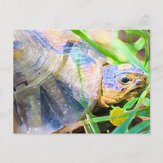 Carte Postale Cute Angulate Tortoise Afrique du Sud Détails (Devant)
