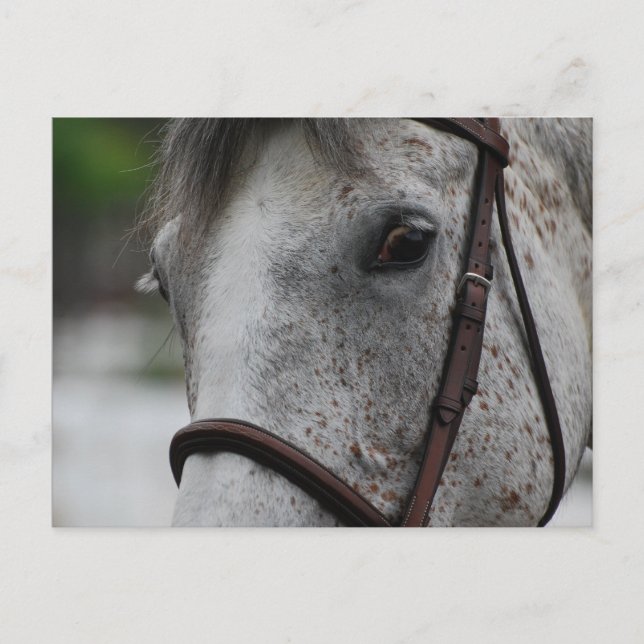 Carte postale Cute Appaloosa Horse (Devant)