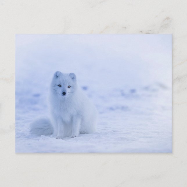 Carte Postale Cute Arctic Fox sur Snowy Winter Arrière - plan (Devant)