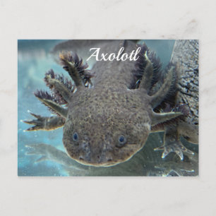 Carte Postale Cute axolotl