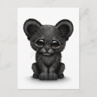 Cute Baby Black Panther Cub sur Blanc