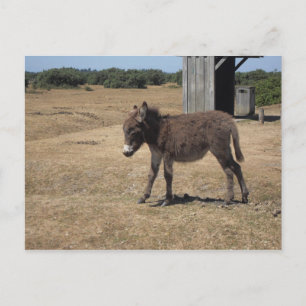 Carte Postale Cute baby donkey foal