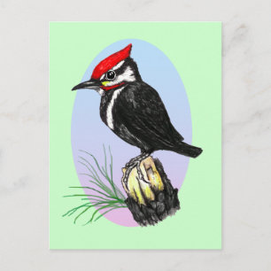 Carte postale Cute Baby Woodpecker