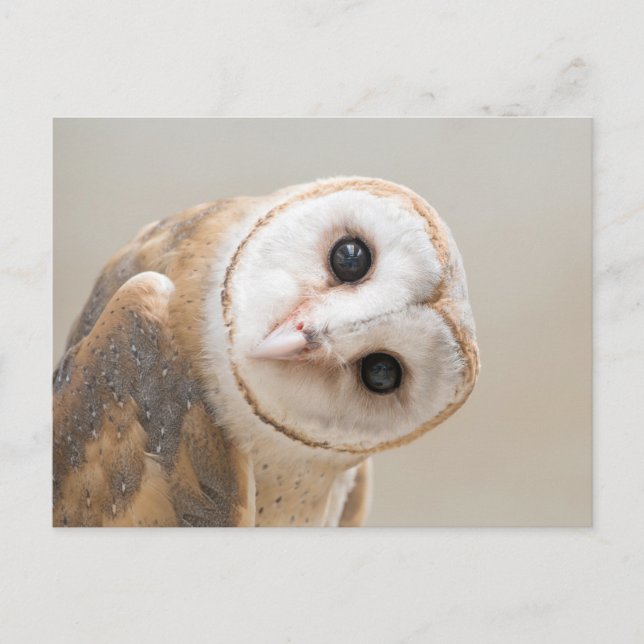 Carte Postale Cute Barn Owl (Devant)