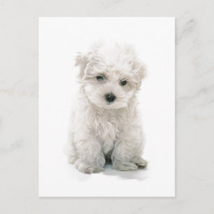 Carte postale Cute Bichon Frise