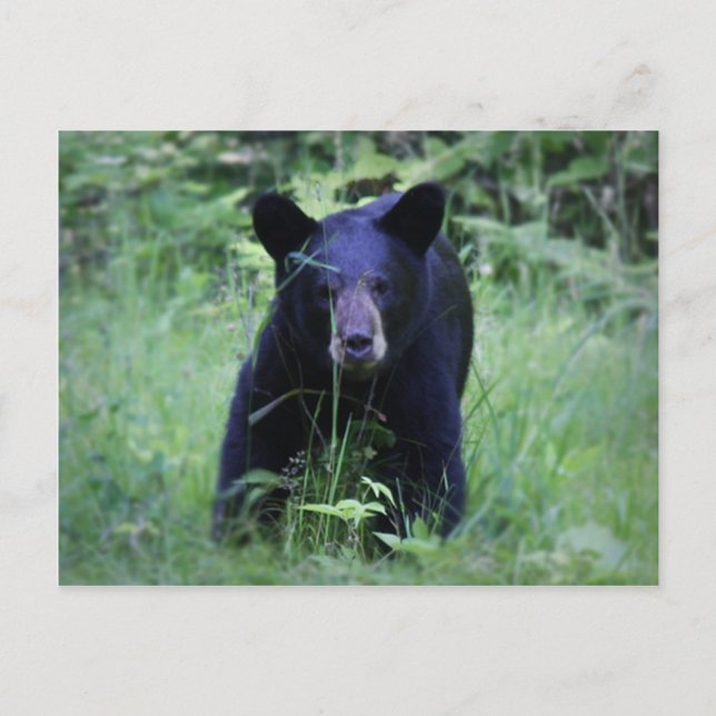 Carte Postale Cute Black Bear Cub Courir En Herbe Verte (Devant)