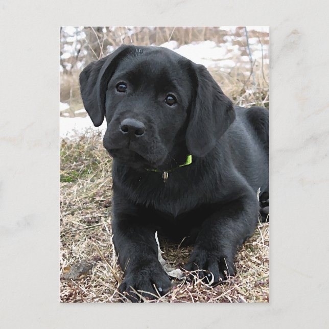 Carte Postale Cute Black Labrador Puppy - Happy Dog Black Lab (Devant)