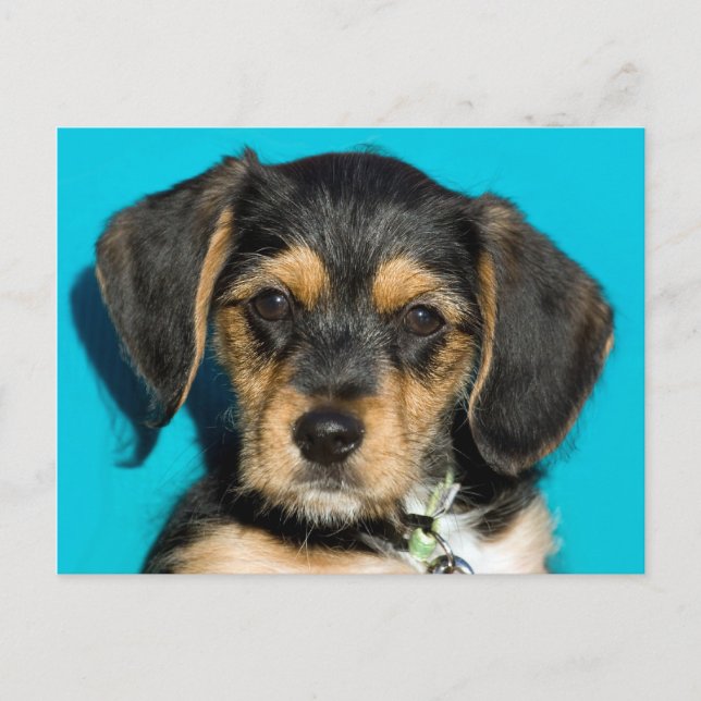 Carte Postale Cute Borkie Puppy (Devant)