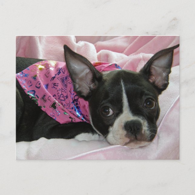 Carte Postale Cute Boston Terrier Puppy (Devant)
