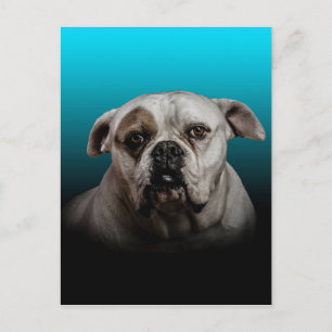 Carte Postale Cute Boxer Dog w Blue Black Gradient arrière - pla