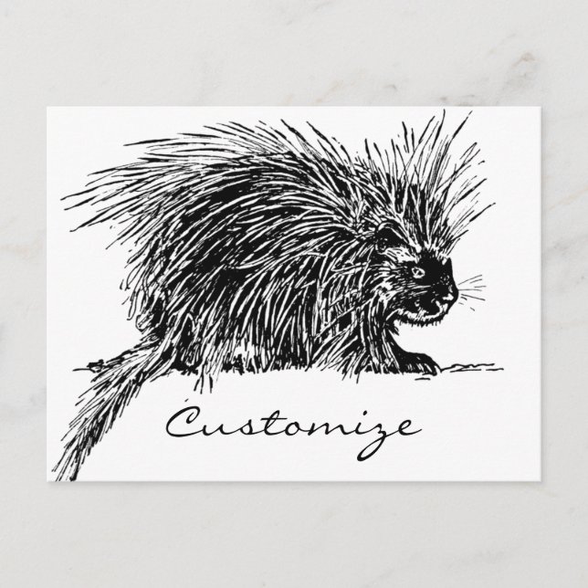 Carte Postale Cute Bristly Hedgehog Thunder_Cove (Devant)