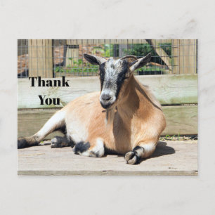 Carte Postale Cute Brown Goat Sleeping Photo Thank You