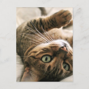 Carte Postale Cute Brown tacheté Bengale Chat Kitten couché dans