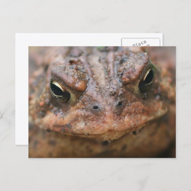 Carte Postale Cute Brown Toad Face Nature (Devant / Derrière)