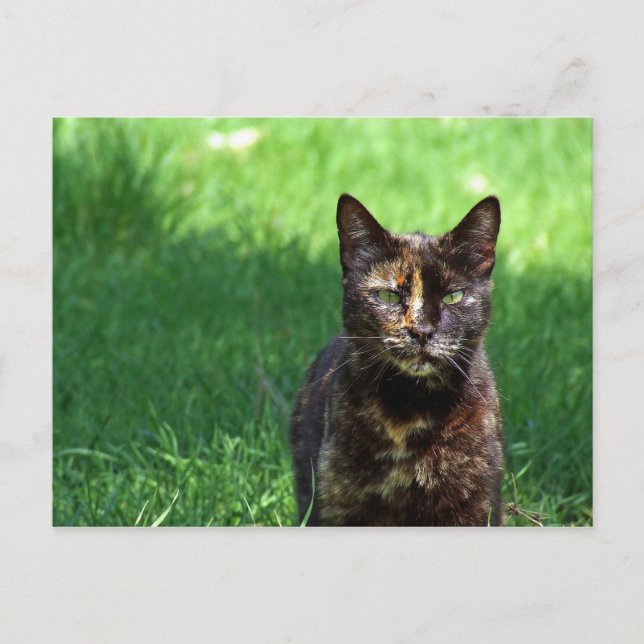 Carte Postale Cute Brown Tortoiseshell Photo Chat (Devant)
