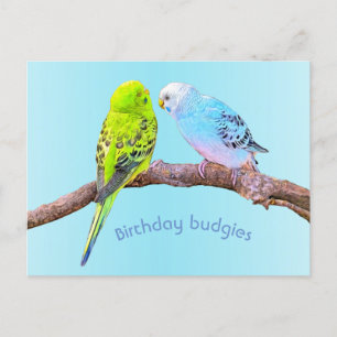 Carte Postale Cute budgie couple - coutume