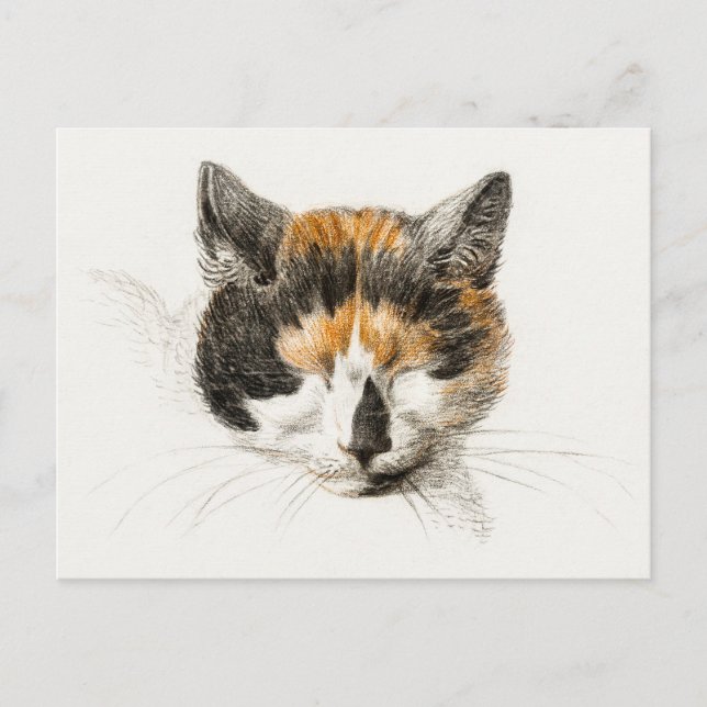 Carte Postale Cute Calico Chat (Devant)