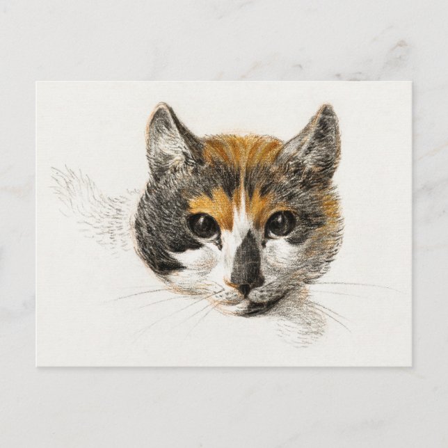 Carte Postale Cute Calico Chat (Devant)