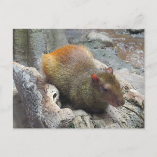 Carte Postale Cute Capybara Animal