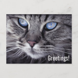 Carte postale Cute Chat