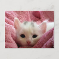 Cute chaton blanc dormant dans une couverture rose
