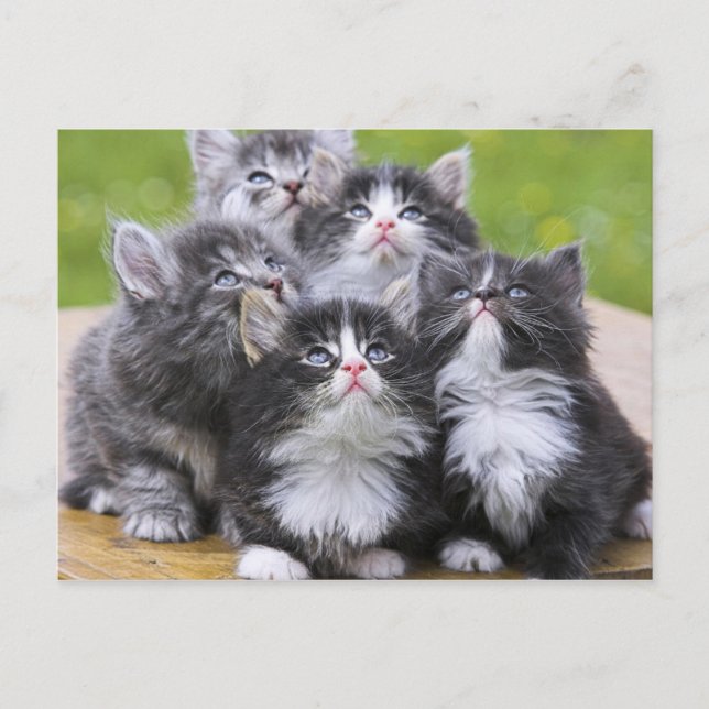 Carte Postale Cute chatons (Devant)