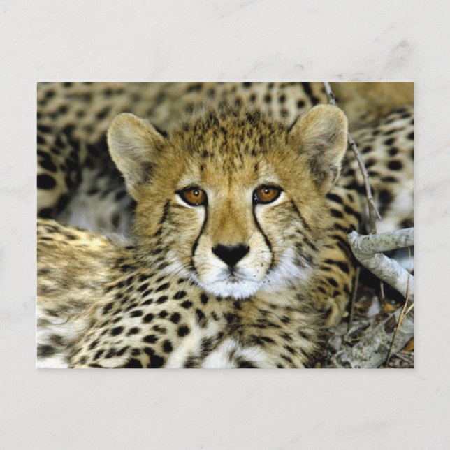 Carte Postale Cute Cheetah (Devant)