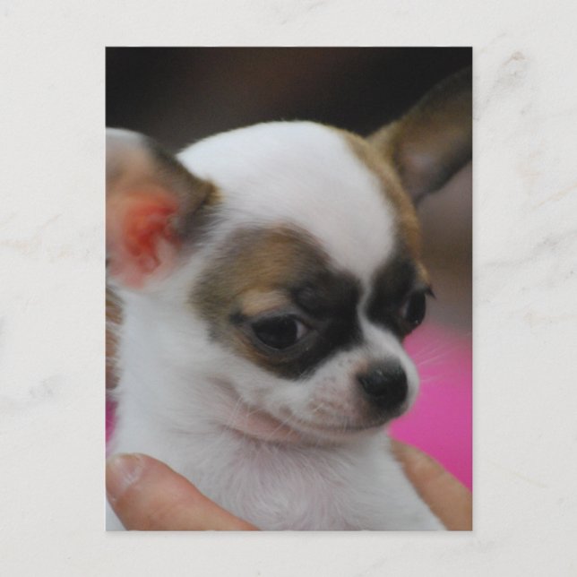 Carte postale Cute Chihuahua (Devant)