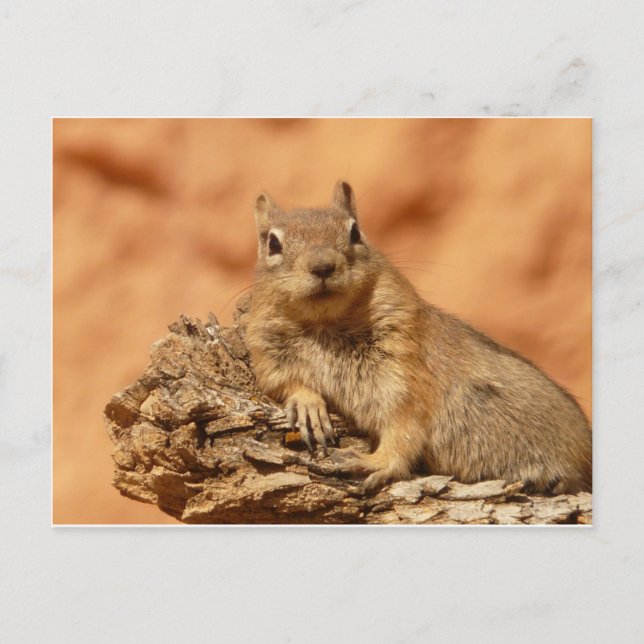 Carte Postale Cute Chipmunk (Devant)