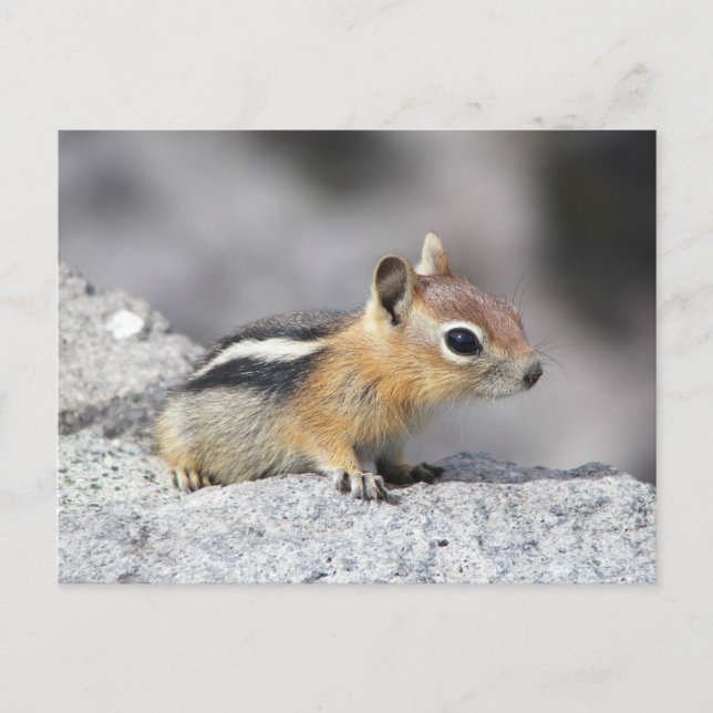 Carte Postale Cute Chipmunk (Devant)