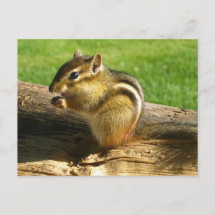 Carte Postale Cute Chipmunk