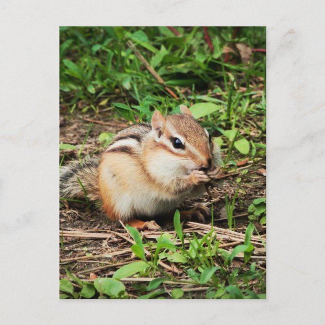 Carte Postale Cute Chipmunk (Devant)
