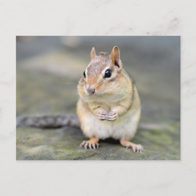 Carte Postale Cute Chipmunk avec Bug Friend (Devant)