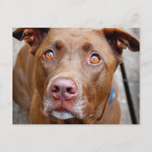 Carte Postale Cute chocolat Lab Pit Mix Chien 7