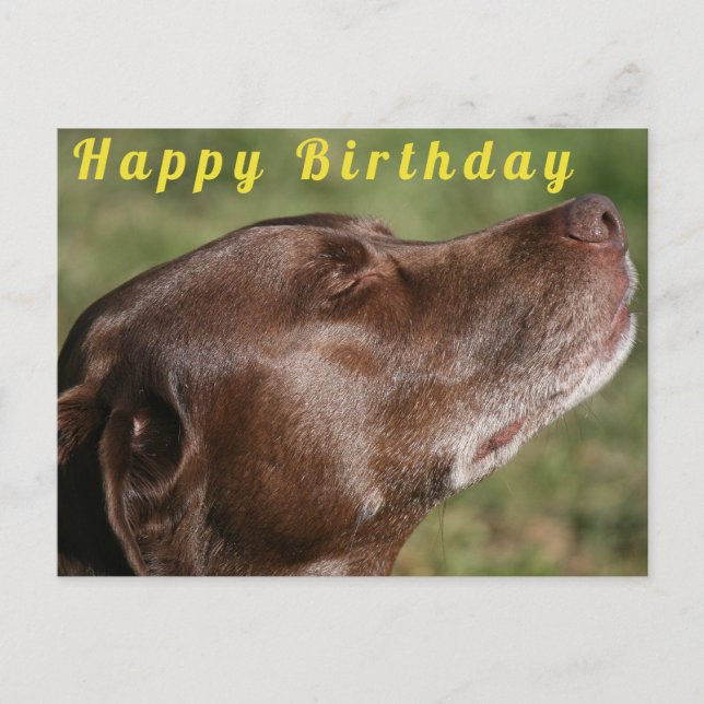 Carte Postale Cute Chocolate Labrador Dog - Happy Birthday (Devant)