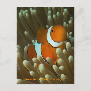 Carte postale Cute Clownfish