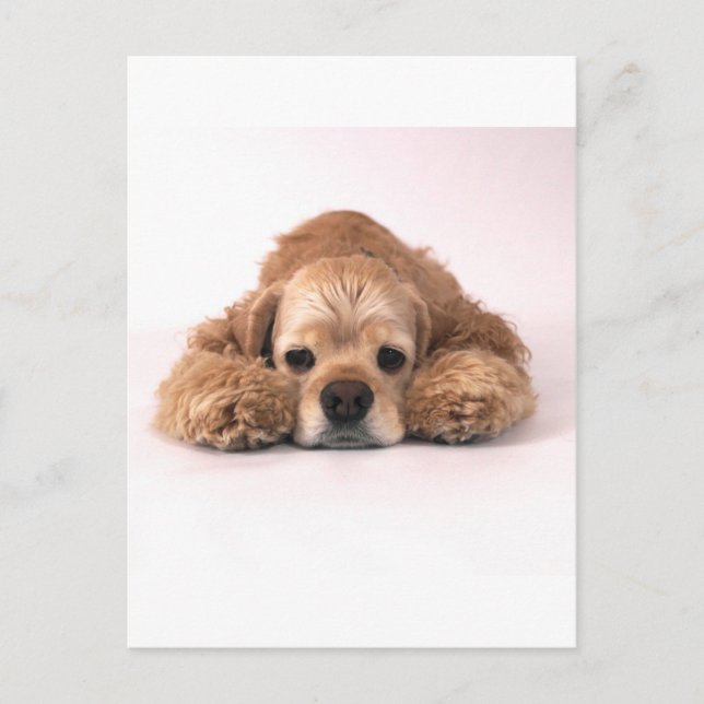 Carte Postale Cute Cocker Spaniel (Devant)