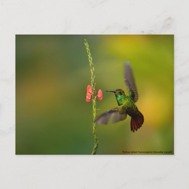 Carte Postale Cute colibri et fleur, faune Costa Rica (Devant)