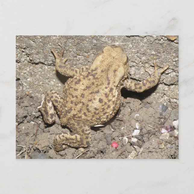 Carte postale Cute Crawling Tot (Devant)